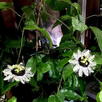 ベランダの鉢植えの画像 by マリアさん | 部屋とパッションフルーツとmy gardenとさいた✨とノンフィルターとB型とiPhone7撮影とガーデニングと12月生まれ♪と花のある暮らしとベランダの鉢植え