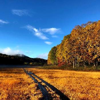 尾瀬の草紅葉の投稿画像一覧 Greensnap グリーンスナップ