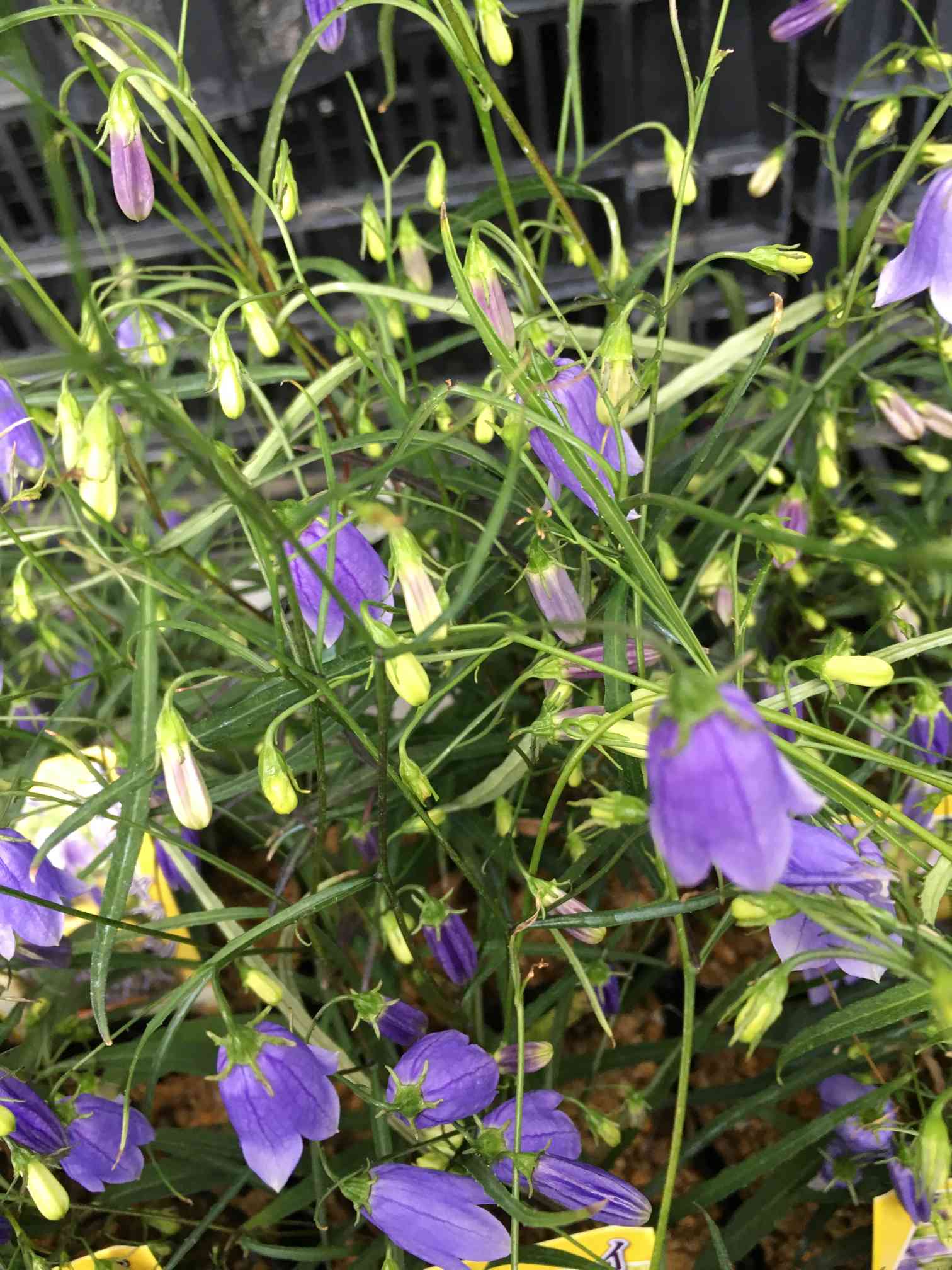 イワシジャンの一覧｜🍀GreenSnap（グリーンスナップ）