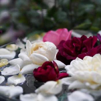 バラ 新雪の画像 by あおねこさん | 小さな庭とバラとバラ 新雪とバラ ラ・ローズ・ドゥ・モリナールとバラ ムンステッド・ウッドと薔薇愛同盟