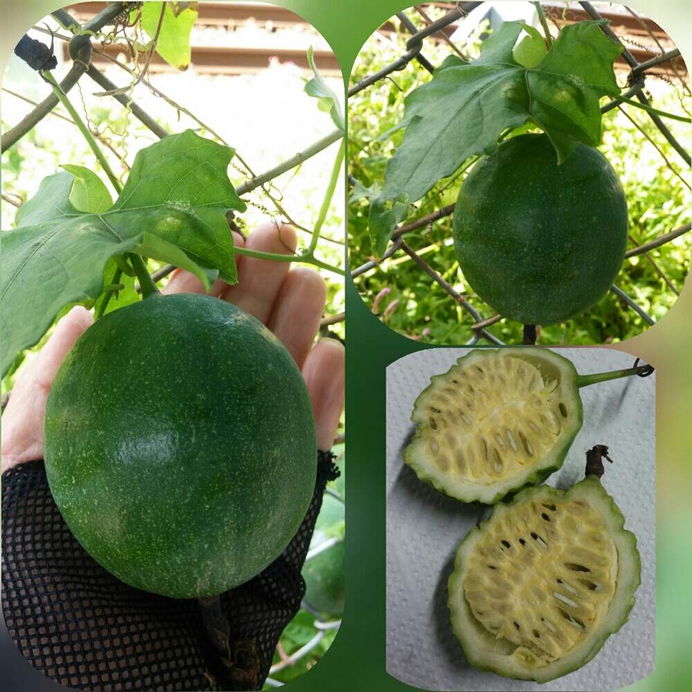 キカラスウリの実の投稿画像 By 愛でるさん カラスウリ と山野草と黄鳥瓜と花のある暮らしとお出かけ先とキカラスウリの実とカラスウリ と山野草と黄鳥瓜と花のある暮らし 19月10月8日 Greensnap グリーンスナップ Greensnap グリーンスナップ