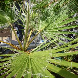 観葉植物,庭木,新芽,ヤシ,屋上ガーデンの画像