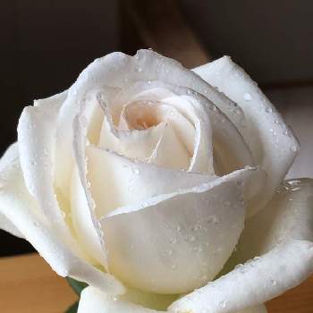 バラ ビブラマリエ！の画像 by ポルルンさん | デスクとバラ ビブラマリエ！とばら バラ 薔薇といい香りと花のある暮らしと白い花とバラ・ミニバラ