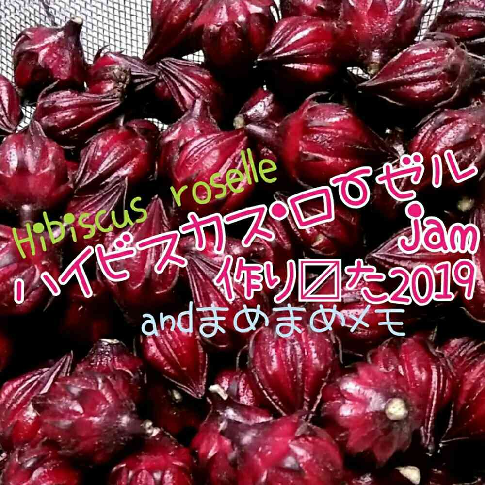 ハイビスカス・ローゼルjam 2019｜🍀GreenSnap（グリーンスナップ）
