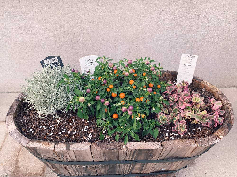 ポーチュラカの投稿画像 By 34さん プラチーナと寄せ植えと花のある暮らしとみどりのある暮らし 19月10月8日 Greensnap グリーンスナップ