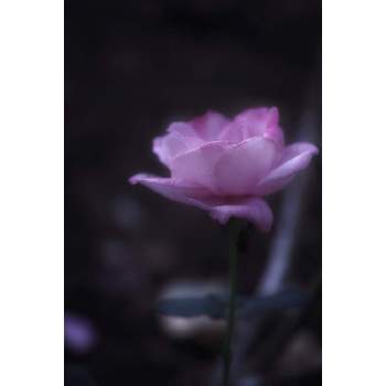 紫色のバラの投稿画像一覧 Greensnap グリーンスナップ