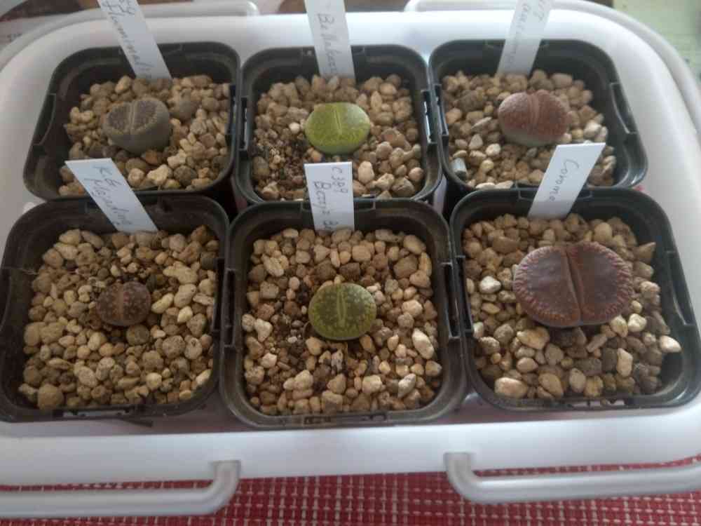 リトープス属 日輪玉系 陽月玉 C54の一覧｜🍀GreenSnap（グリーン