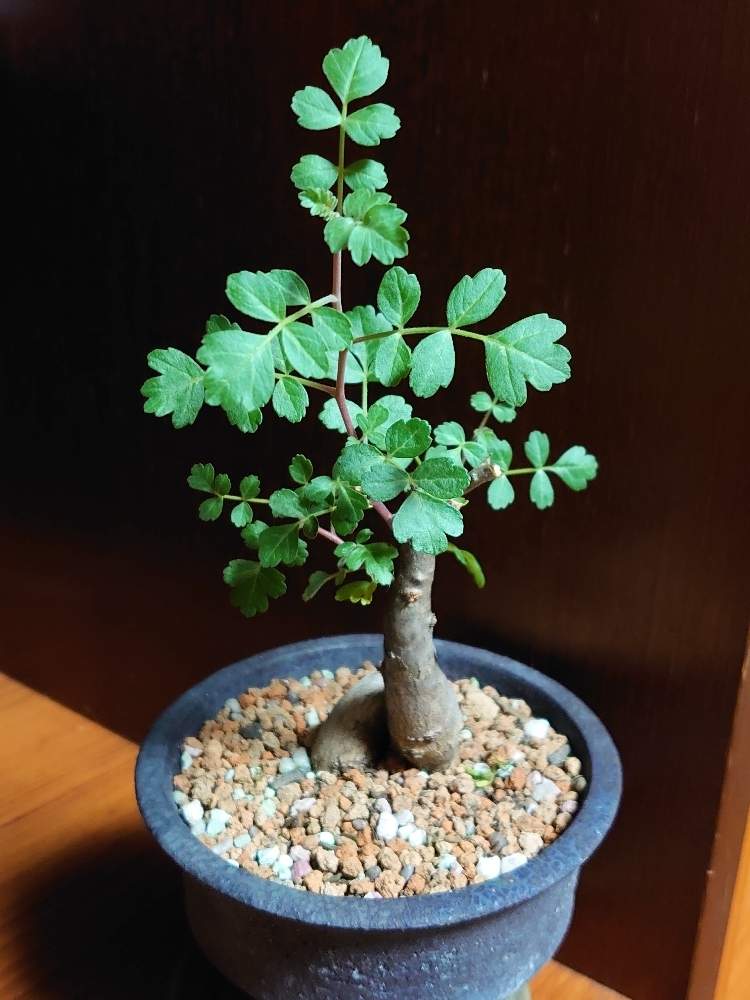 パキコルムスディスカラー 大株 塊根 コーデックス 象の木