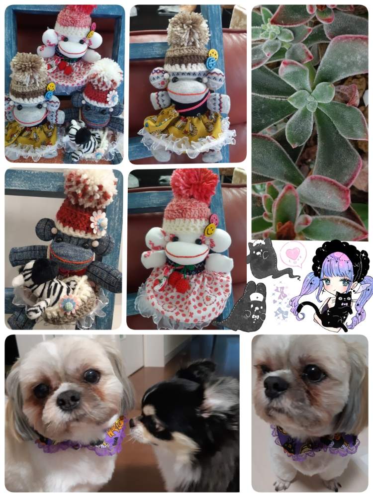 犬 いぬ Dogの投稿画像 By Haru Kさん 植中毒とバラと夢clubと多肉女子とソクモンと花のある暮らしといやし と広島県 19月10月8日 Greensnap グリーンスナップ