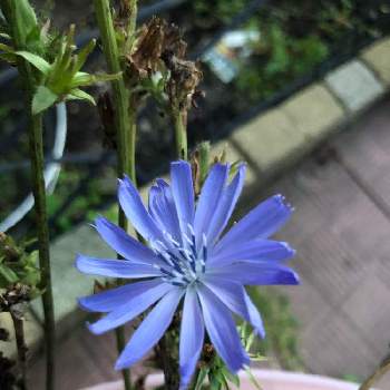 最高のチコリ 花言葉 すべての美しい花の画像