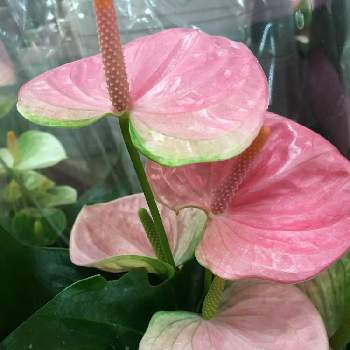 アンスリウム ピンクチャンピオンの投稿画像一覧 Greensnap グリーンスナップ