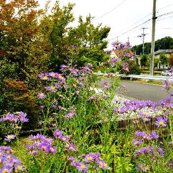 紫苑の画像 by ぬばたま2さん | 小さな庭と紫苑