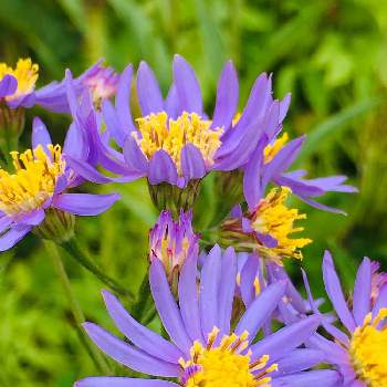 紫苑の画像 by ぬばたま2さん | 小さな庭と紫苑
