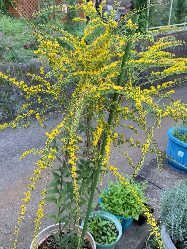 ソリダコ ファイヤーワークスの投稿画像 By つゆみさん プランター植えと花のある暮らしと私の庭 19月10月9日 Greensnap グリーンスナップ