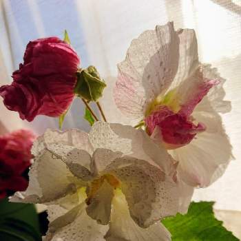 あさひの画像 by sachiさん | 窓辺と酔芙蓉（すいふよう）と花のある暮らしとあさひと今日の花便り