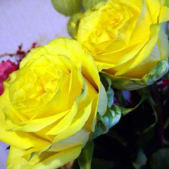 薔薇さん♪の画像 by うさぎさん | 玄関と花のある暮らしと癒し系と黄色♪と薔薇さん♪