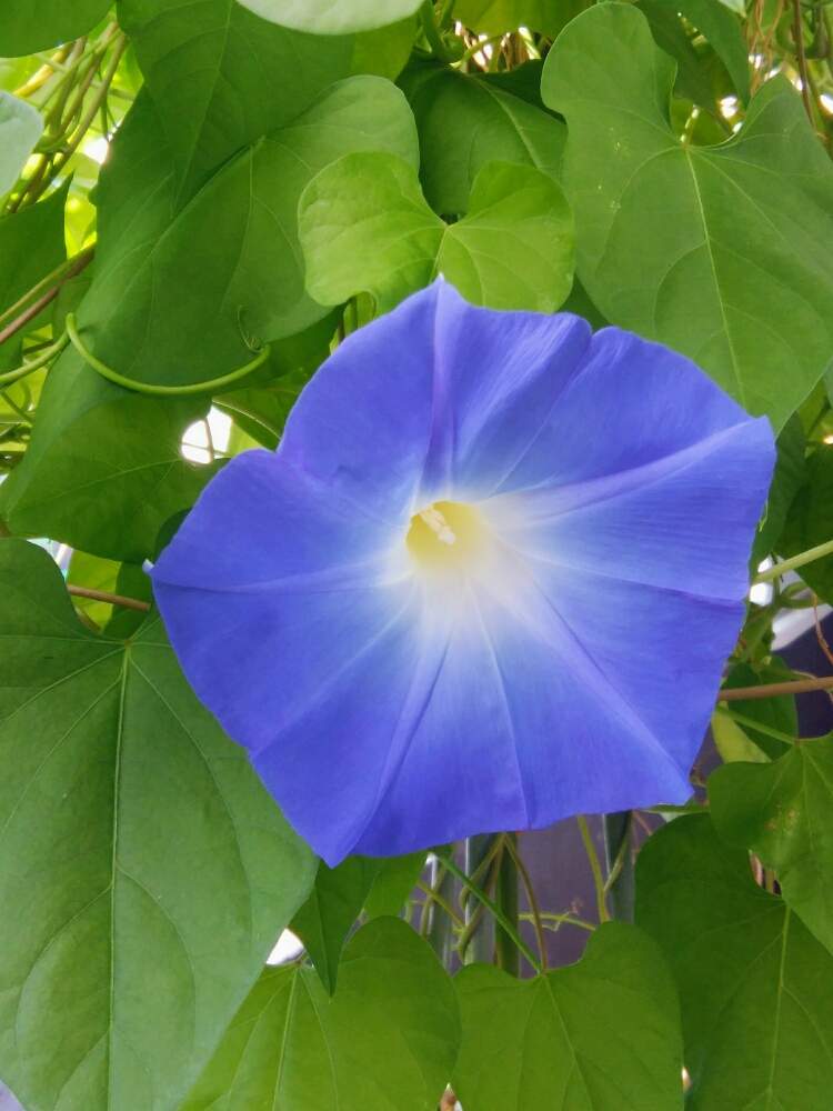 西洋朝顔 ヘブンリーブルーの投稿画像 By Cynthiaさん 花のある暮らしと種から育てるとブルー 19月10月9日 Greensnap グリーンスナップ
