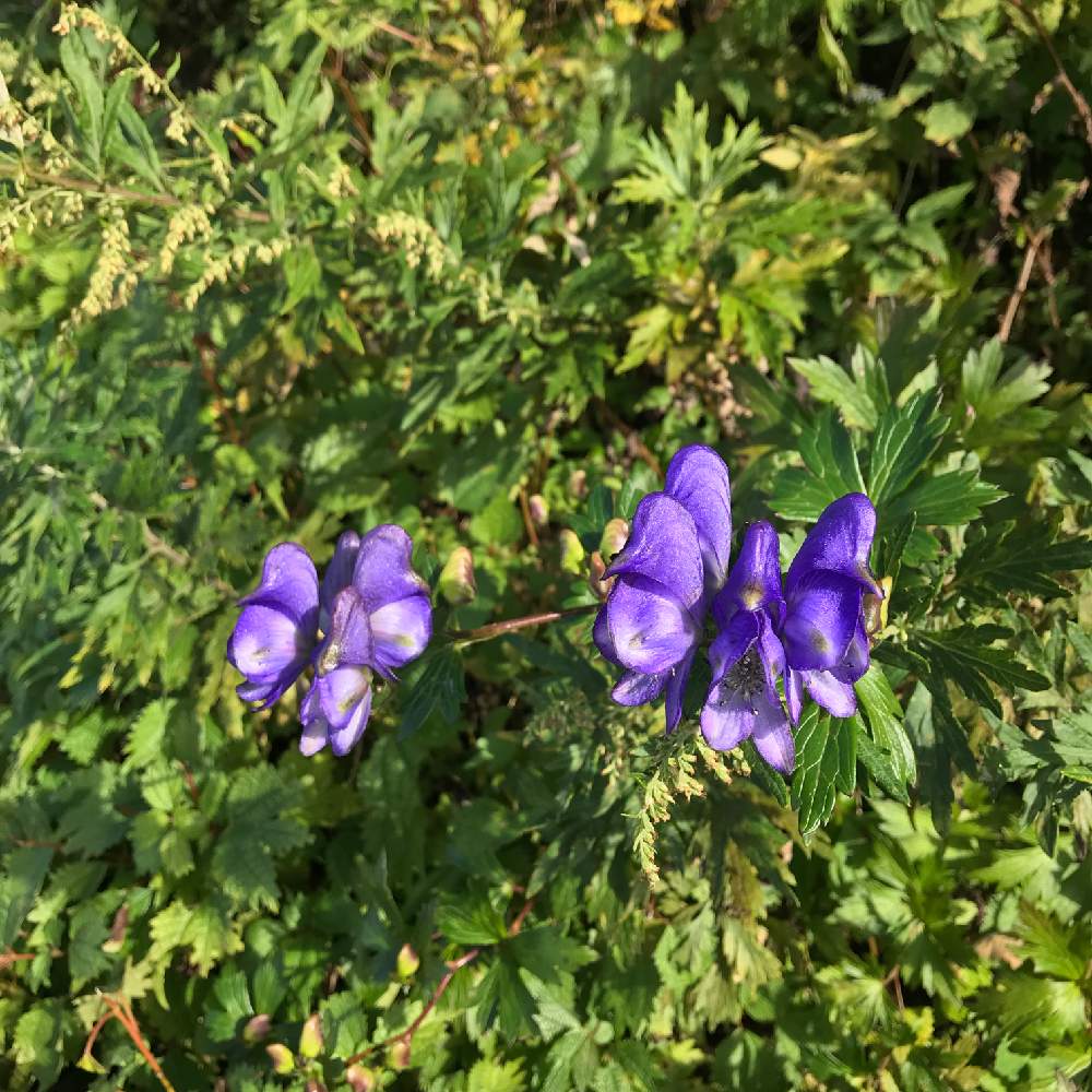 トリカブトの投稿画像 By Kay Tmgsk K S Farm さん カラフルと紫色の花と今日の一枚と伊吹山と高山植物類 19月10月9日 Greensnap グリーンスナップ
