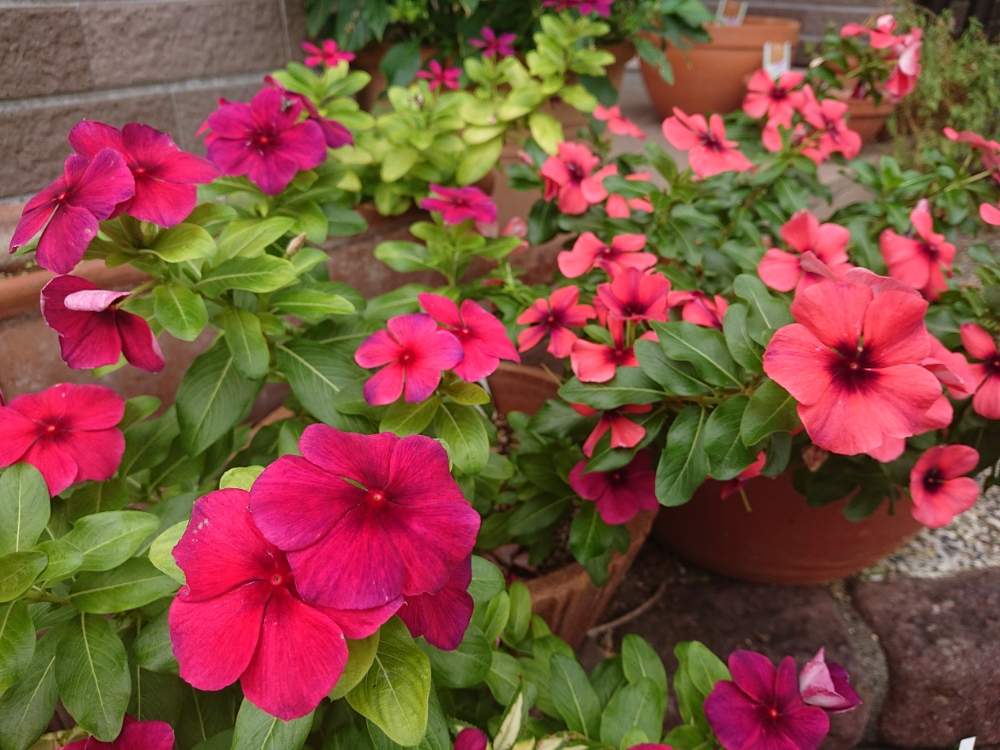 ビンカ タトゥーの投稿画像 By Erycaさん ニチニチソウ ビンカタトゥーとニチニチソウ タトゥーとエントランスとガーデニングとかわいいな と花 のある暮らしとgs映えとガーデニングとかわいいな と花のある暮らしとgs映え 19月10月9日 Greensnap グリーン