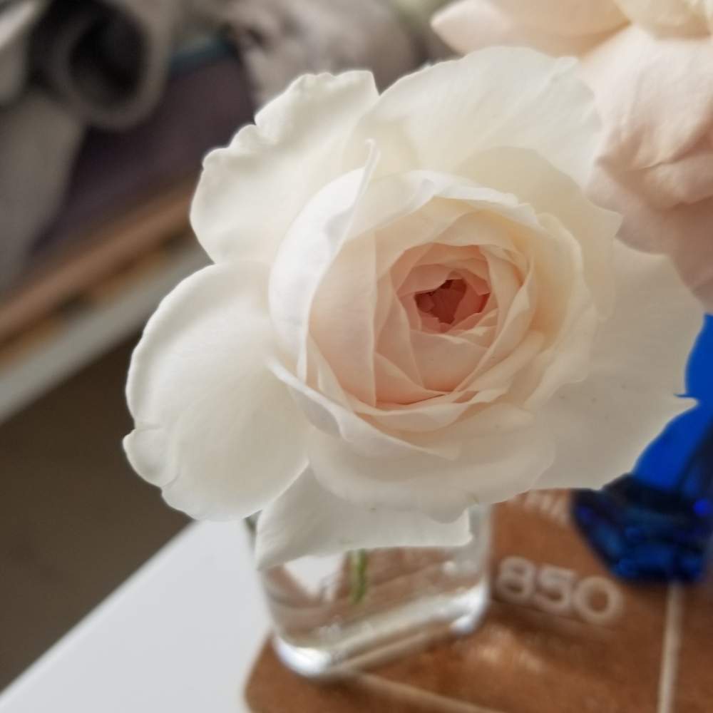 バラ クリスティアーナの投稿画像 By まいこ さん バラ ダイヤモンドグレーとバラ初心者とロザリアン入門と挿し木と挿し木苗と薔薇初心者と薔薇の挿し木苗とニュアンスカラー 19月10月9日 Greensnap グリーンスナップ