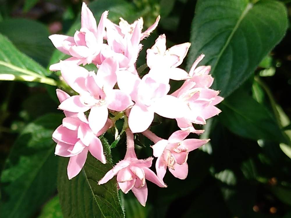 ペンタスの投稿画像 By としちゃんさん 19月10月9日 Greensnap グリーンスナップ