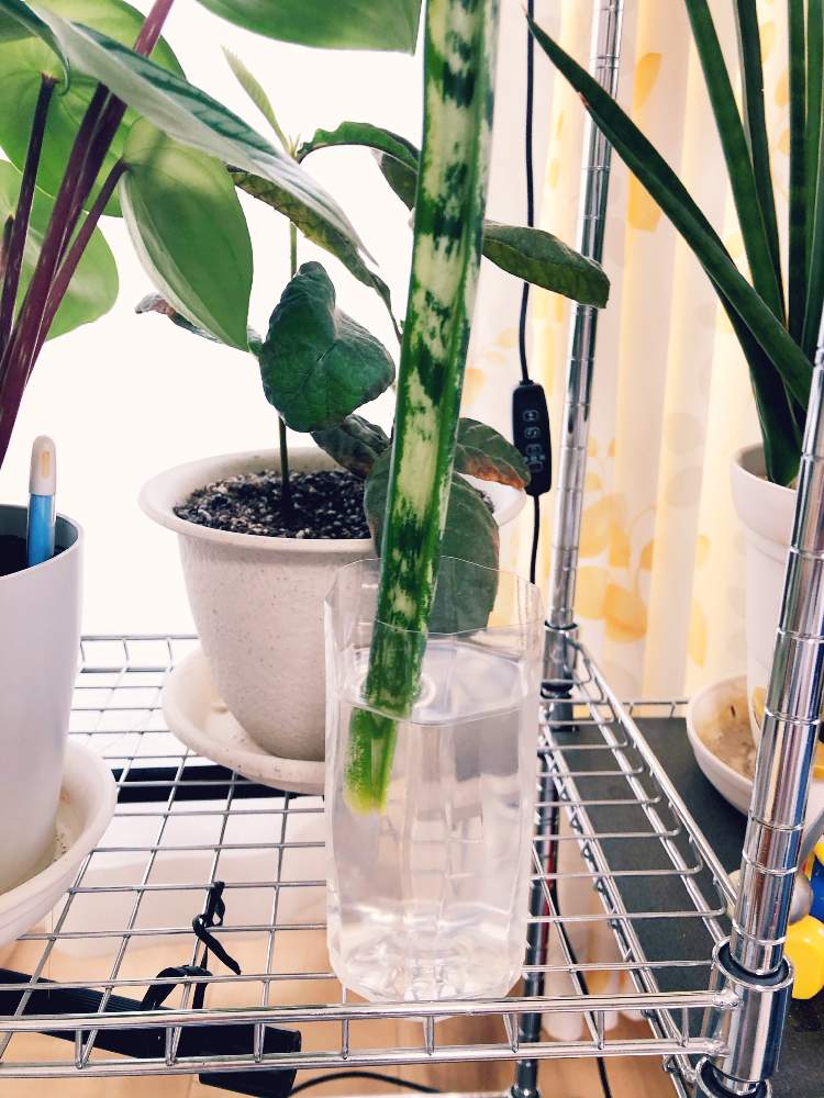 サンスベリア ローレンティーの投稿画像 By うたまさん サンセベリア 虎の尾 とサンスベリア属と緑のある暮らしと北海道と多肉男子 19月10月9日 Greensnap グリーンスナップ