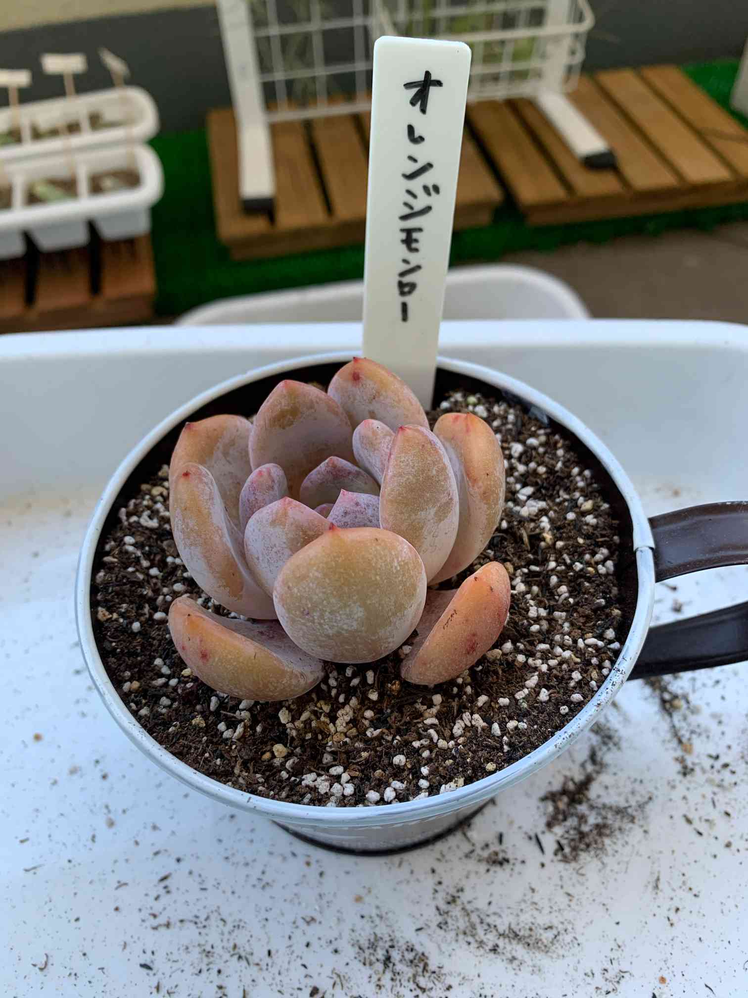 オレンジモンローの成長記録｜🍀GreenSnap（グリーンスナップ）