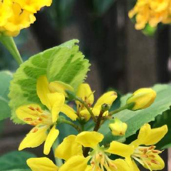 コウシュンカズラ♡の画像 by ☆*:Yoo:*☆♪さん | 植物のある暮らしと植物ときれいとキントラノオ科と植中毒とコウシュンカズラ♡と癒されると可愛いと花のある暮らしと黄色いお花