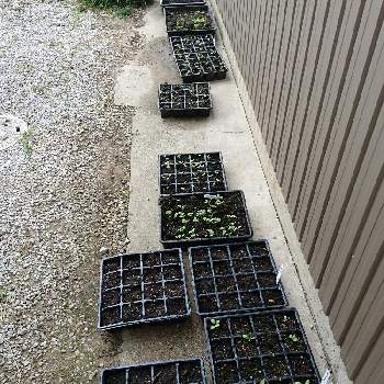 秋冬花壇の投稿画像一覧 Greensnap グリーンスナップ