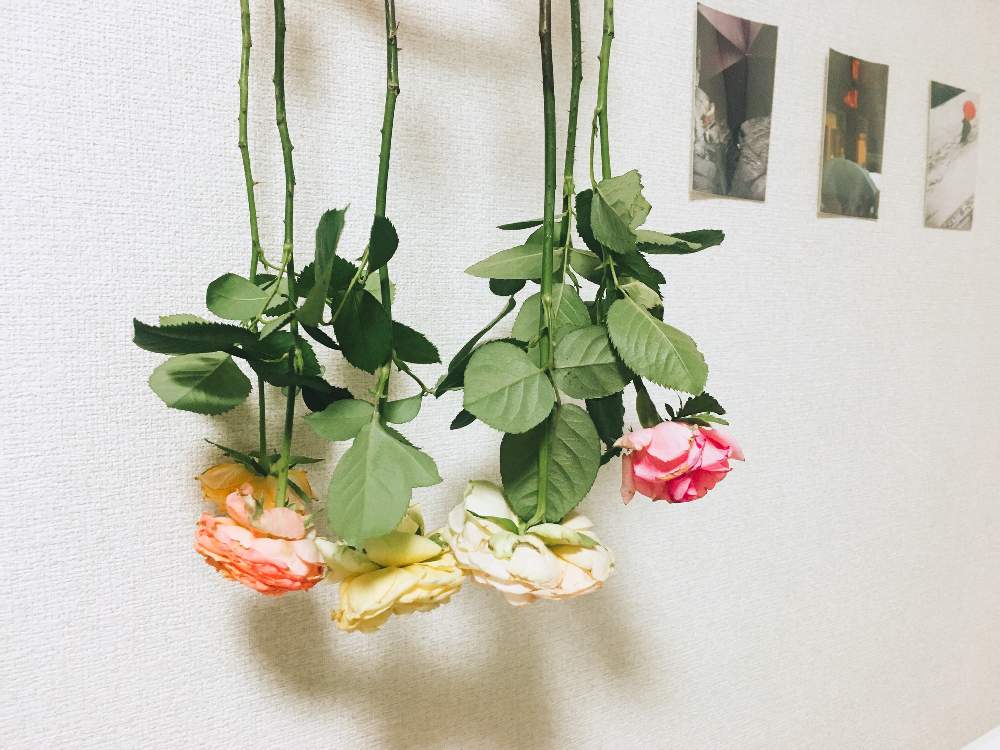 部屋の画像 by らんさん | 部屋とカタリナとバニラカタリナとマンゴーリーバとフェリシタルとドライフラワーとflowerと花のある暮らしとcut rose