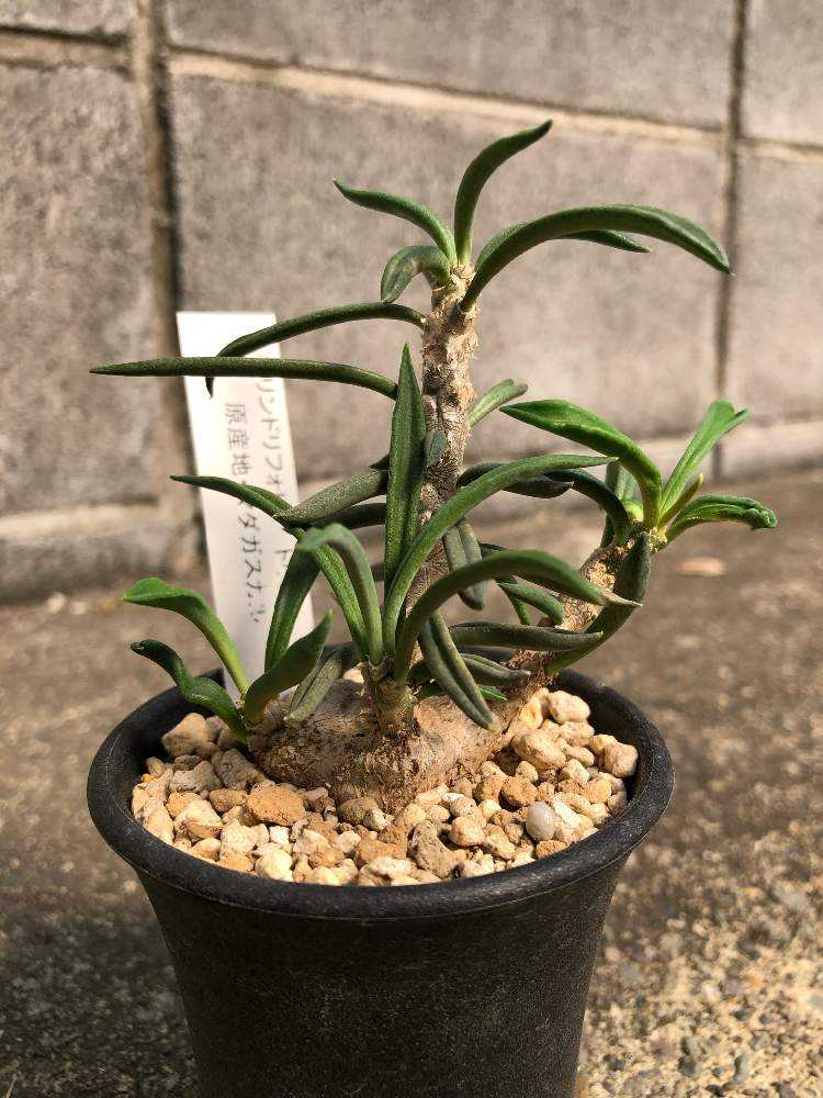 ユーフォルビアの仲間が増えました｜🍀GreenSnap（グリーンスナップ）