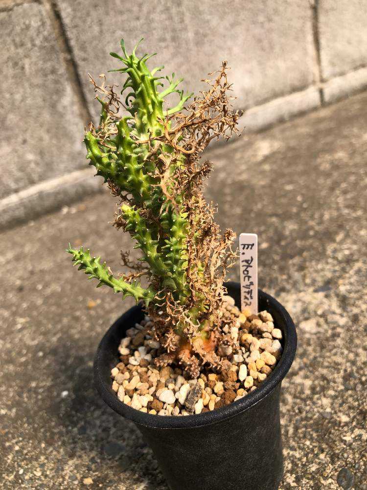 ユーフォルビアの仲間が増えました｜🍀GreenSnap（グリーンスナップ）