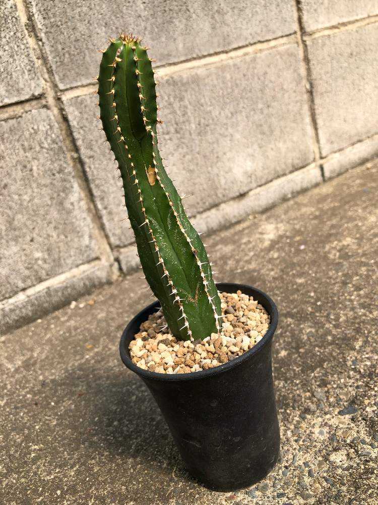 ユーフォルビアの仲間が増えました｜🍀GreenSnap（グリーンスナップ）