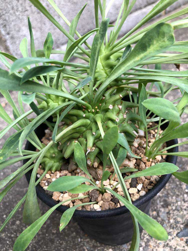 ユーフォルビアの仲間が増えました｜🍀GreenSnap（グリーンスナップ）