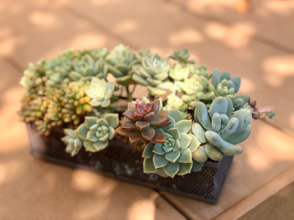 多肉植物 寄せ植えの投稿画像 By Reikoさん セリア多肉と小さな庭 とグリーンのある暮らしと寄せ植えと花のある生活とナチュラルガーデンとセリア 裏ごし器と多肉女子とタニラーと花のある暮らしと多肉寄せ植えとちまちま寄せ 19月10月10日 Greensnap グリーン