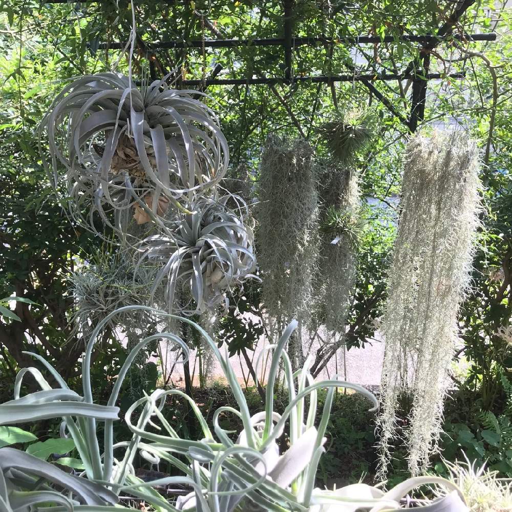 小さな庭の投稿画像 By Beeさん エアープランツ とクランプとサルオガセモドキ とスパニッシュモス とアナナスとキセログラフィカとエアプランツとエアープランツ チランジアとエアープランツ とクランプとサルオガセモドキ とスパニッシュモス とアナナスと