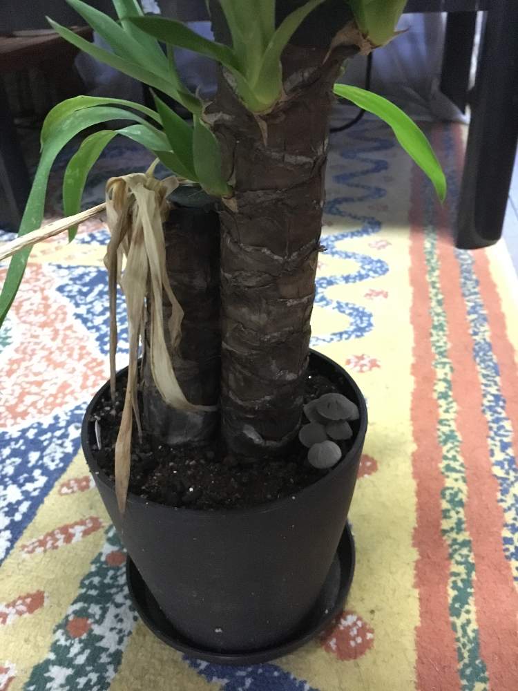 ユッカの投稿画像 By ゆういちさん キノコの仲間たちと観葉植物とワイルドだろぉ 19月10月10日 Greensnap グリーンスナップ