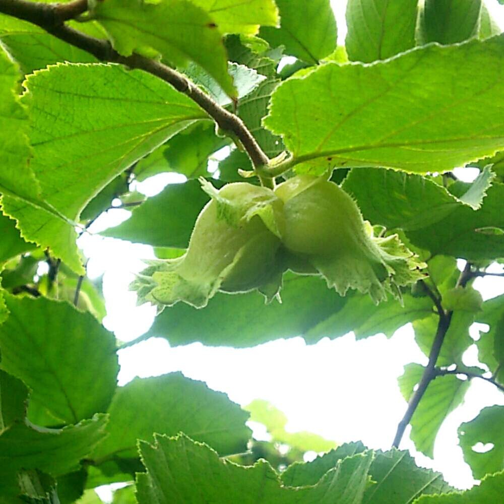 北海道の投稿画像 By Non Noさん 秘密の場所と榛 ハシバミ の実とアジアンヘーゼルナッツ 19月10月10日 Greensnap グリーンスナップ