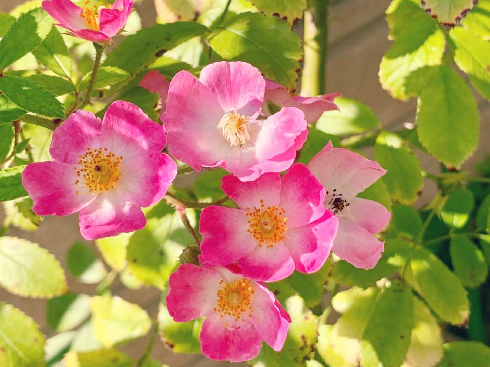 バレリーナの投稿画像 By ニャンコガーデンさん 薔薇好きとバラのある暮らしとバラ 鉢植えと手作り花壇と秋晴れと可愛いと小さな小さな庭とレイズドベッド 19月10月10日 Greensnap グリーンスナップ