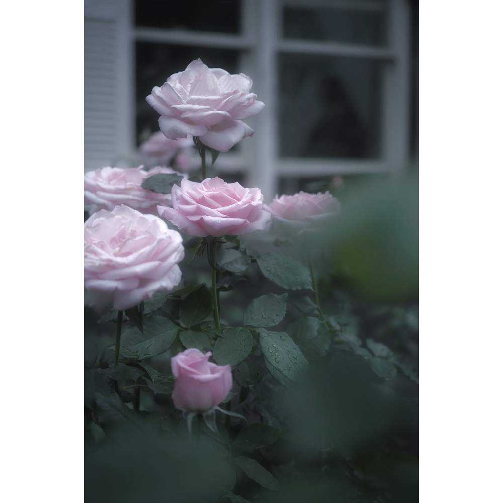 バラの投稿画像 By Nesoさん 薔薇とラ フランスとラフランスと旧古河庭園の ラフランスとnesoの薔薇とばら バラ 薔薇と東京都北区とローカルカメラマンかな 笑 とfoveonと旧古河庭園とバラ ミニバラとピンクのばら 19月10月10日 Greensnap グリーン バラの投稿画像 By Nesoさん 薔薇とラ フランスとラフランスと旧古河庭園の ラフランスとnesoの薔薇とばら バラ 薔薇と東京都北区とローカルカメラマンかな 笑 とfoveonと旧古河庭園とバラ ミニバラとピンクのばら 19月10月10日 Greensnap グリーン