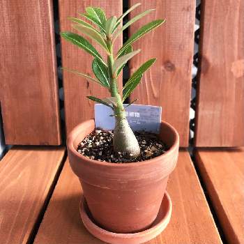 ダイソーパトロールの投稿画像一覧 Greensnap グリーンスナップ