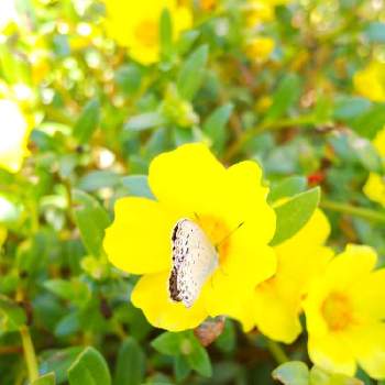 シジミチョウ♡の画像 by ひかりーさん | お出かけ先とシジミチョウ♡と癒しの植物と黄色い花と花のある暮らしと頑張れ♡えっことかわいい❤