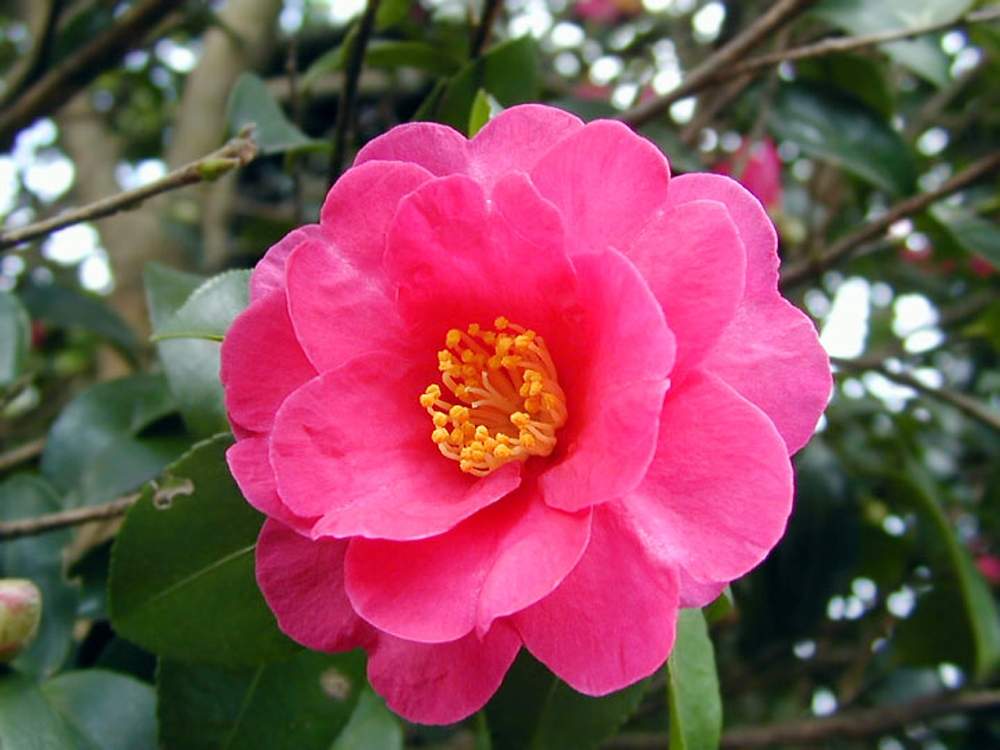 サザンカの投稿画像 By Hiroshiさん 山茶花と冬の花と今日のお花と今日の花と花のある暮らしと秋の花 19月10月10日 Greensnap グリーンスナップ