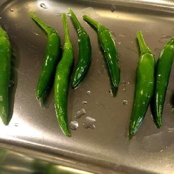 トウガラシの投稿画像一覧 Greensnap グリーンスナップ