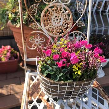 プリムローズ ジャスミンの画像 by ゆいの杜ガーデンセンターさん | 寄せ植えとプリムローズ ジャスミンと臨時休業のお知らせと花のある暮らしとガーデンシクラメン 寄せ植え