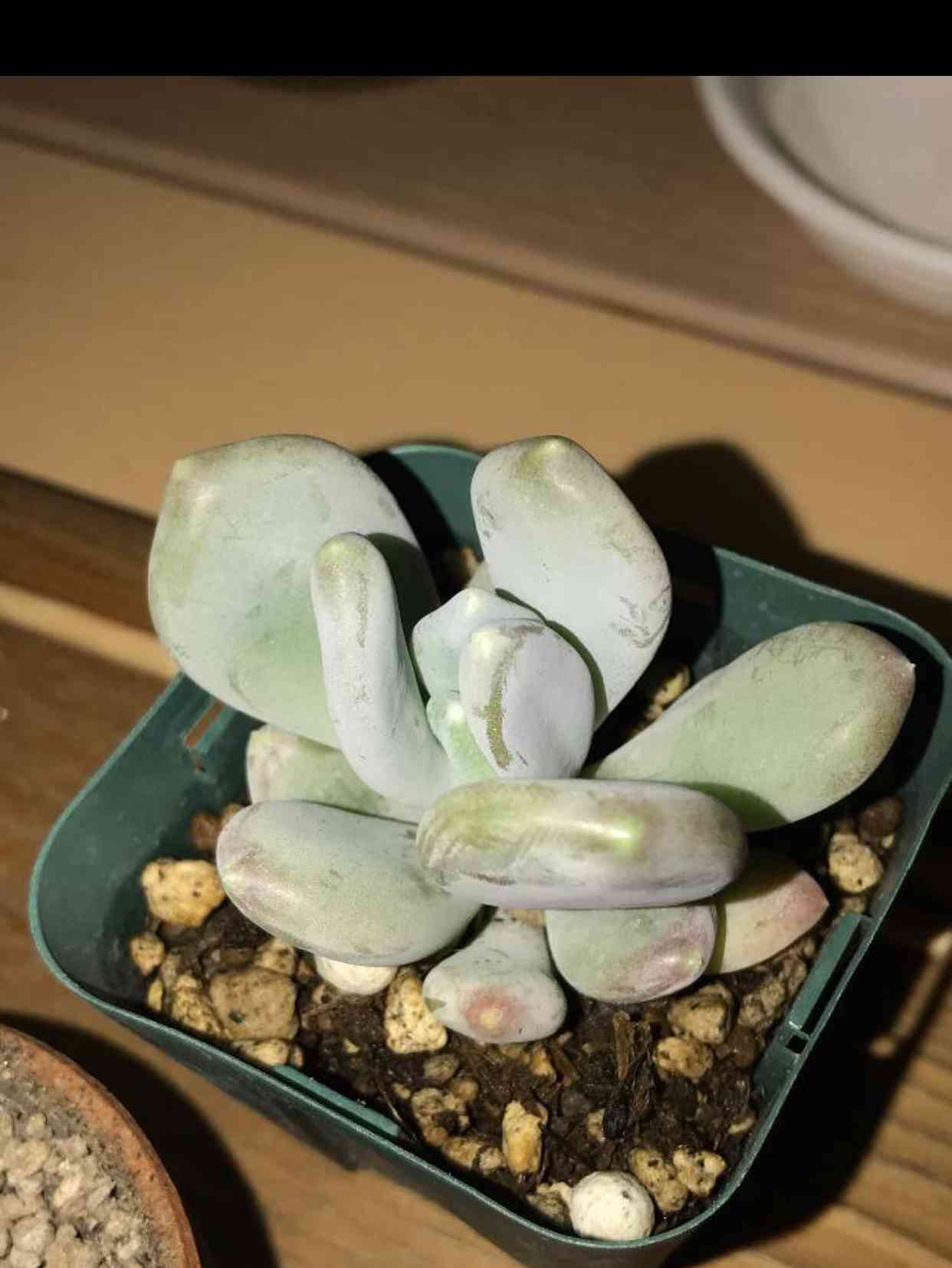 多肉植物 めちゃカワ桃美人♡抜き苗 61V6rT1sXQL._UF350,350_QL50_.jpg