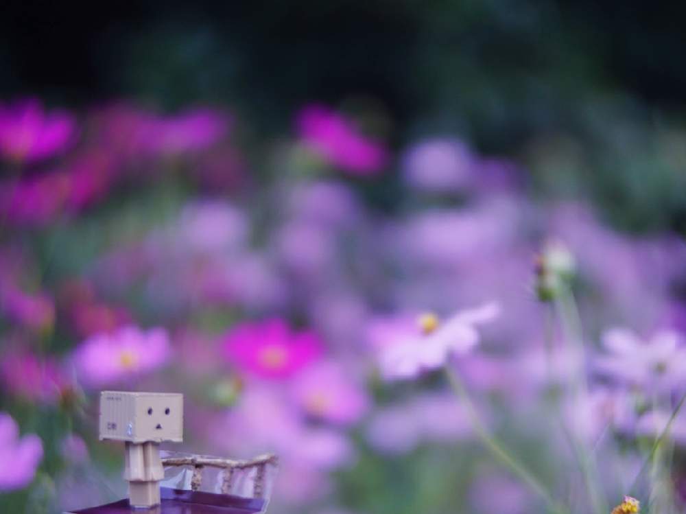 コスモスの投稿画像 By よつば さん 秋桜と広い庭とダンボーとオールドレンズと秋を彩るコスモスフォトコンとダンボーの冒険とダンボーとオールドレンズと秋 を彩るコスモスフォトコンとダンボーの冒険 19月10月10日 Greensnap グリーンスナップ Greensnap