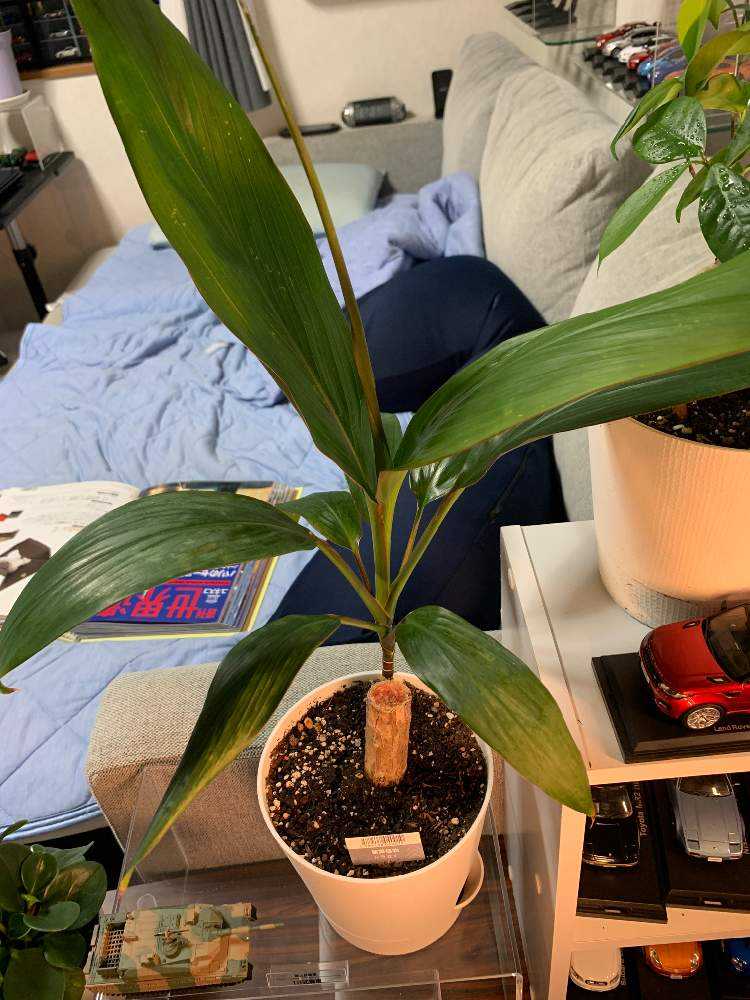 ドラセナ観察日記 Greensnap グリーンスナップ