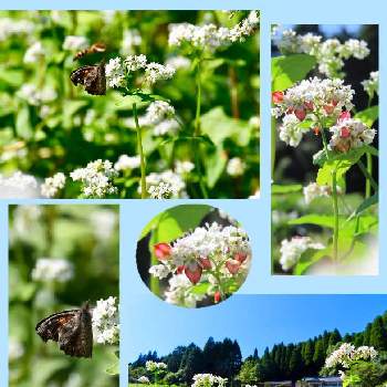 ピンボケのアブの画像 by 花と虫と風と空とさん | 蕎麦の実とテングチョウと蕎麦の畑とピンボケのアブ