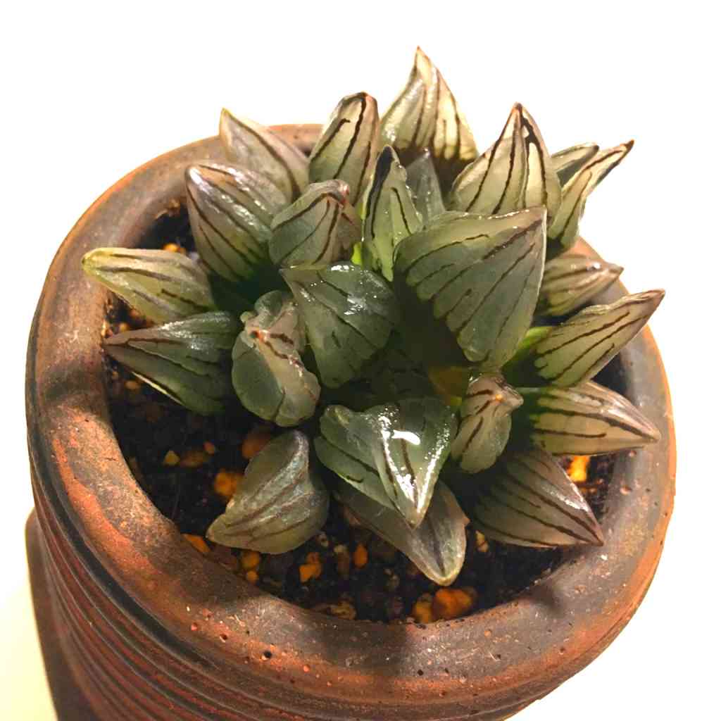 ハオルチア 【アトロフスカ ミュータント】｜🍀GreenSnap（グリーン